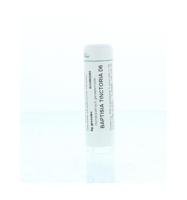 Homeoden Heel Baptisia tinctoria D6 6 Gram - thumbnail