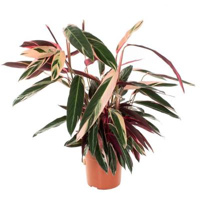 Stromanthe Sanguinea Triostar (Calathea) - P 27 cm Stromanthe Sanguinea Triostar (Calathea) - P 27 cm