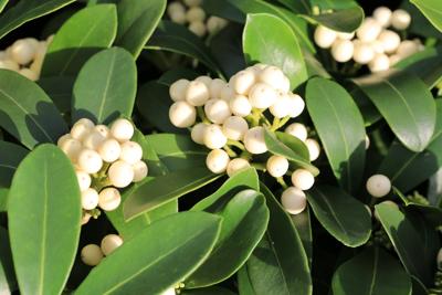 Skimmia