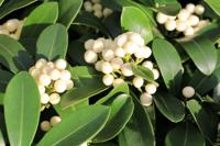 Skimmia - thumbnail