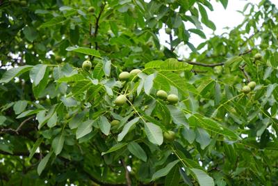 Gewone walnoot/okkernoot