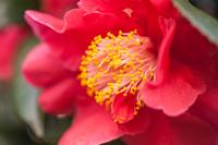 Camellia - thumbnail