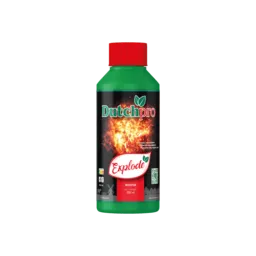 Dutch Pro Dutch Pro Explode