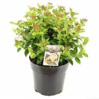 Sneeuwbal (Viburnum tinus) heester - 40-50 cm (C7) - 6 stuks - thumbnail