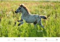 Paarden Kalender 2026 Groot - thumbnail