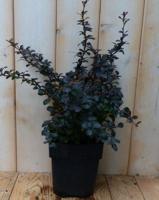 Zuurbes Berberis thunbergii Rood 30 cm (bladverliezend) Warentuin Natuurlijk - Warentuin natuurlijk - thumbnail