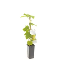 Vitis vinifera Himrod Witte druif fruitplant Fruithof - Fruithof - thumbnail
