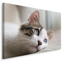 Schilderij - Dromerige Kitten, Premium Print, 5 maten - thumbnail