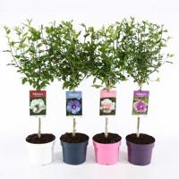 Hibiscus syriacus Ton Sur Ton Mix op stam - 21 stuks - thumbnail
