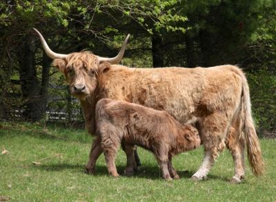 Tuinschilderij hoogl jonkie 70x50 Customize-it - Customize it