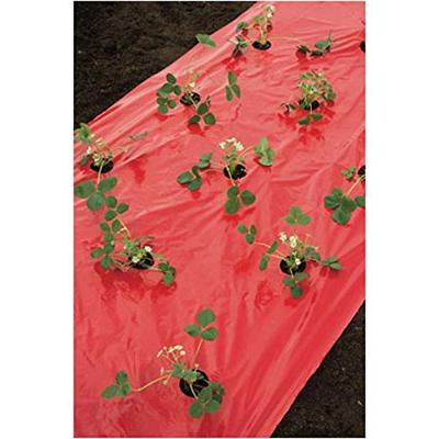 Kweekfolie voor aardbeien 0.95 x 5 m