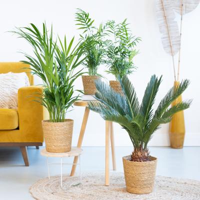 Palm Plantenbox (4 stuks)
