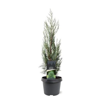 Juniperus scopulorum Moonglow 50-60 cm Conifeer Jeneverbes Warentuin Natuurlijk - Warentuin natuurlijk