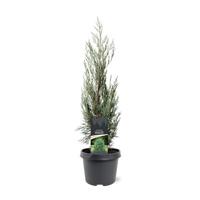 Juniperus scopulorum Moonglow 50-60 cm Conifeer Jeneverbes Warentuin Natuurlijk - Warentuin natuurlijk - thumbnail