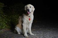 Sigma micro duo rood dual led incl 2x cr-2032 - thumbnail