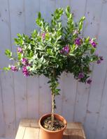 Vleugeltjesbloem Polygala op stam 90 cm Warentuin Natuurlijk - Warentuin natuurlijk - thumbnail