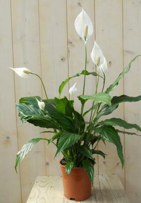 Lepelplant Spathiphyllum potmaat 17 cm H50-70 cm Warentuin Natuurlijk - Warentuin natuurlijk Lepelplant Spathiphyllum potmaat 17 cm H50-70 cm Warentuin Natuurlijk - Warentuin natuurlijk