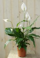 Lepelplant Spathiphyllum potmaat 17 cm H50-70 cm Warentuin Natuurlijk - Warentuin natuurlijk - thumbnail