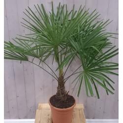 Winterharde Palmboom stamhoogte 20 cm en hoogte 130 cm Trachycarpus Warentuin Natuurlijk - Warentuin natuurlijk
