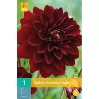 Dahlia arabian night 1st bloembol zomer Dahlia JUB - Jub - thumbnail