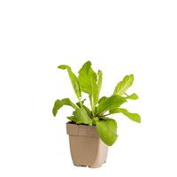 Zwarte toorts vaste plant Griffioen - Griffioen - thumbnail