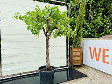 Druivenboom - Op oude stam Druivenboom - Op oude stam