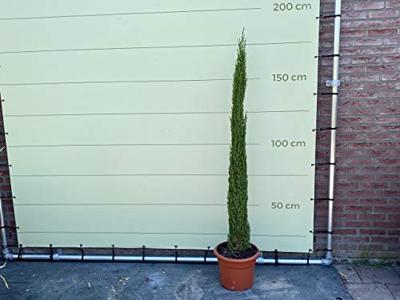 Italiaanse Cipres Totem - hoogte 150-175 cm - Groenblijvend