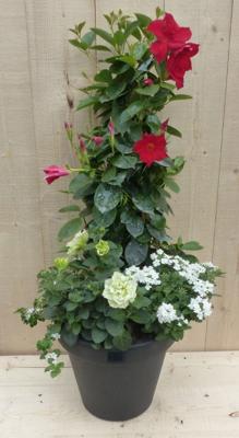 Plastic plantenbak antraciet Dipladenia Mandevilla Sundaville rood met zomerbloeiers wit h80 cm Warentuin Natuurlijk - Warentuin natuurlijk