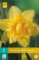 Narcissus Golden Ducat bloembollen 5 bollen Narcis JUB - Jub - thumbnail