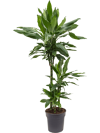 Dracaena janet lind XS kamerplant - thumbnail