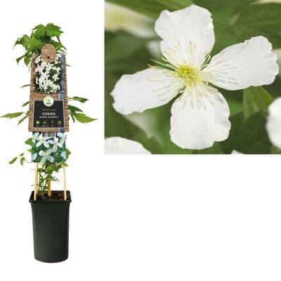 Klimplant Clematis montana Grandiflora - Witte Bosrank