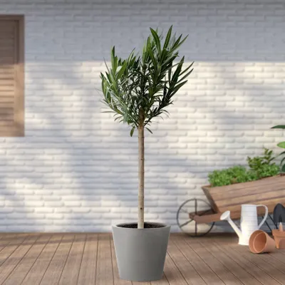 Nerium Oleander op stam - P30