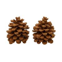 Geur dennenappels Pinus Pinea Cinnamon - thumbnail
