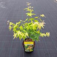 Japanse esdoorn (Acer palmatum "Orange Dream") heester - 50-60 cm - 1 stuks - thumbnail