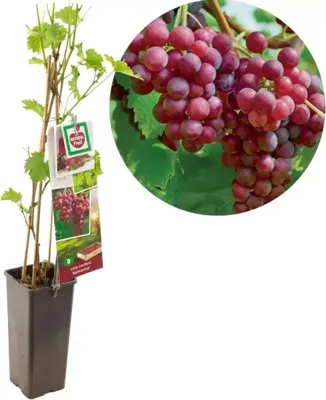 Druivenstruik Vitis vinifera Katharina - Roze druif