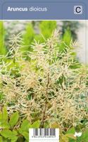 Geitenbaard (aruncus dioicus) schaduwplant - 12 stuks - thumbnail