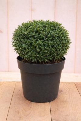 Japanse hulst Ilex crenata Stokes 50 cm Warentuin Natuurlijk - Warentuin natuurlijk