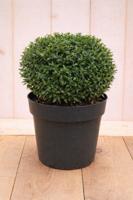 Japanse hulst Ilex crenata Stokes 50 cm Warentuin Natuurlijk - Warentuin natuurlijk - thumbnail