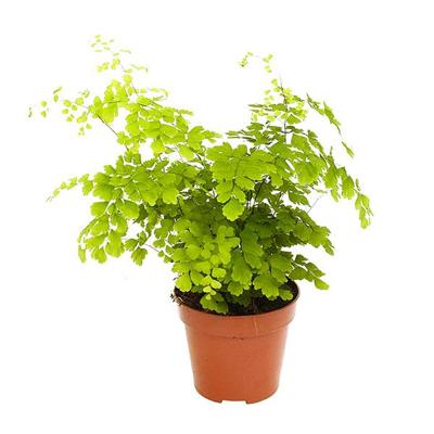 Venushaar (Adiantum Fragrans varen) - P 12 cm