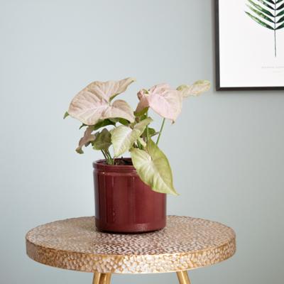 Syngonium Podophyllum Pink Spot - Medium - P12