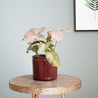 Syngonium Podophyllum Pink Spot - Medium - P12 - thumbnail