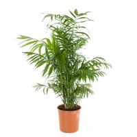 Mexicaanse Dwergpalm (Chamaedorea Elegans) - P21 - thumbnail