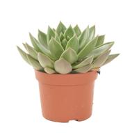 Echeveria Miranda - P 12 cm - thumbnail