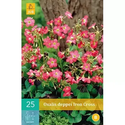 Oxalis Deppei Iron Cross Bloembol JUB 25 bollen - Jub