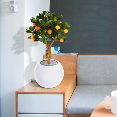 Sinaasappel Bonsai kunstboom op voet 65cm