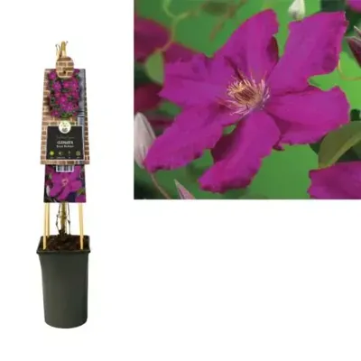 Rode bosrank (Clematis "Ernest Markham") klimplant