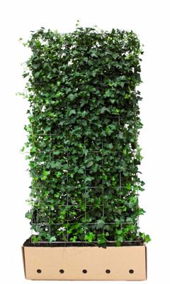 Kant & klaar haag Hedera hibernica 180 x 100 cm breed Atlantische klimop Quickhedge - Quickhedge
