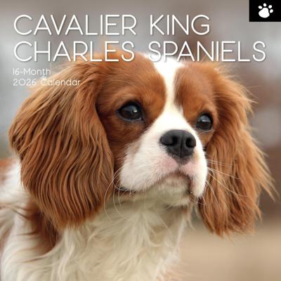 Cavalier King Charles Spaniel Kalender 2026 Cavalier King Charles Spaniel Kalender 2026