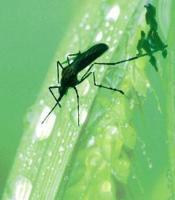 Animal Essences Mosquito (mug) 30 Milliliter - thumbnail