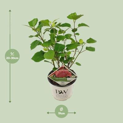Hydrangea Arborescens "Pink Annabelle"® sneeuwbalhortensia